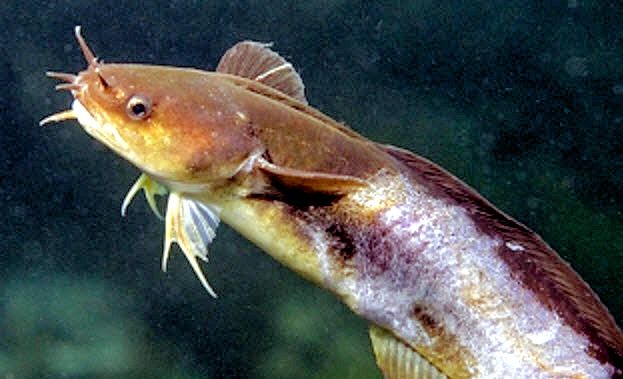 Ciliata mustela_0234